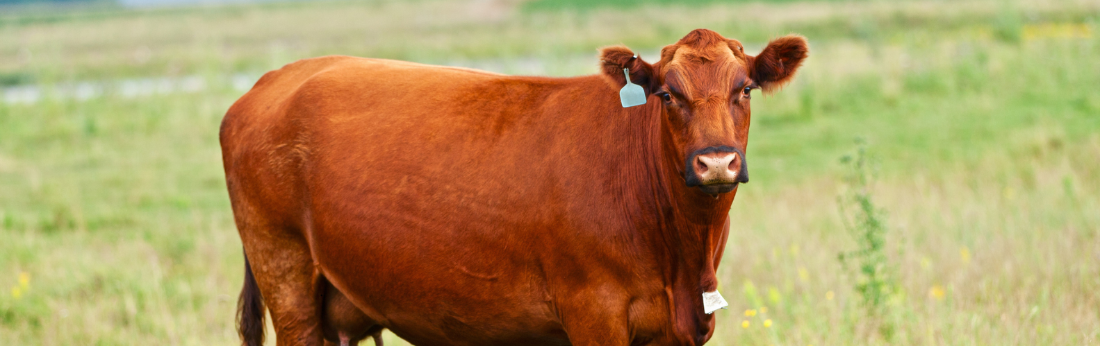 Why Should We Care About Some Red Cows?